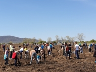 Новата гора на София край 