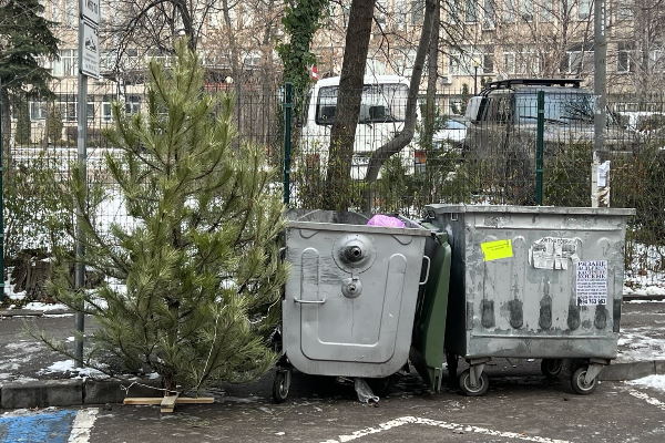 Естествените коледни елхи продължават своя живот в парка