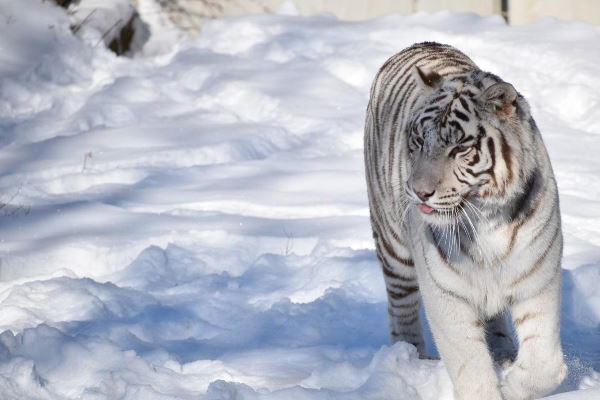 След 12 години без промяна Столичният общински съвет актуализира цените на билетите на Зоологическата градина в София