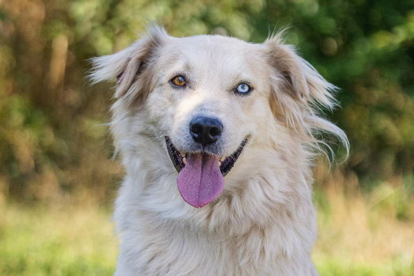 ОП “Екоравновесие” отчита за 2024 година: повече гледачи, по-добри условия за живот и инвестиции за цялостна модернизация на клиниката “Връбница” и приюта в Горни Богров