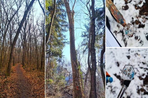 Столичната община започва маркиране на опасни дървета в последните две зони на Борисовата градина