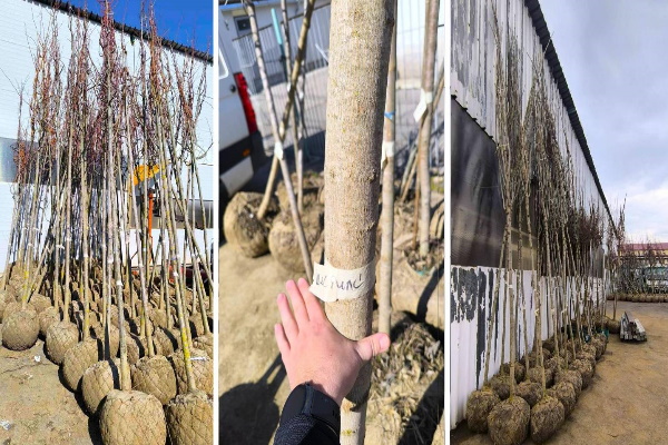 Над 1 600 дръвчета и храсти засажда Столичната община тази пролет по булеварди, улици и в паркове