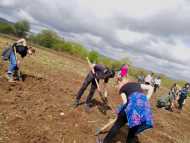 Засадиха 15 800 фиданки в Новата гора на София