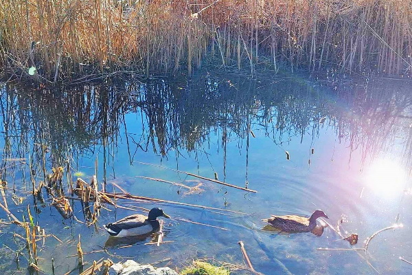 Столичната община започна възстановяването на езерата в Южния парк