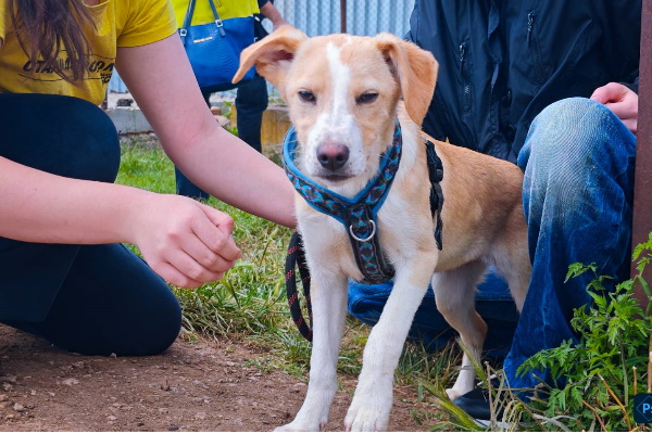 Столичната община стартира нова програма за емоционална подкрепа на деца от центровете за временно настаняване „Животни за приятели“