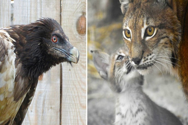 Софийският зоопарк ще отглежда евроазиатски рис и брадат лешояд за връщане в дивата природа