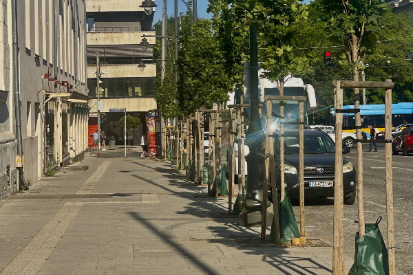 Столичната община започва ежеседмично поливане на младите дръвчета по тротоарите и край пътните артерии