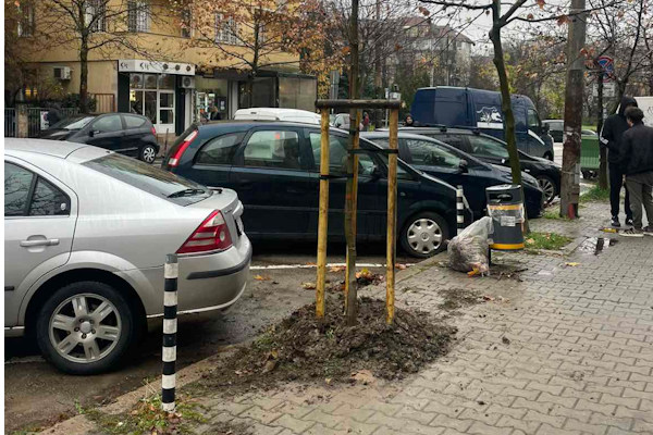 Над 1500 нови дръвчета засадиха в София тази есен