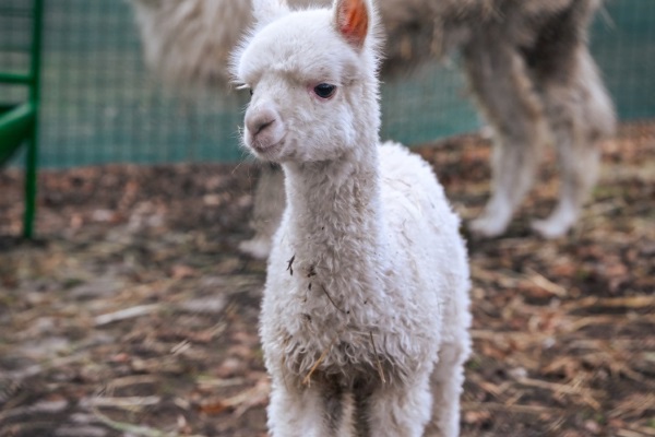 Бебето Инди - най-новото попълнение в семейството на алпаките в Зоопарка в София