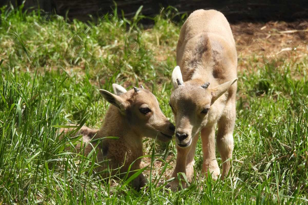 Много нови попълнения в Софийския зоопарк през 2025 г.
