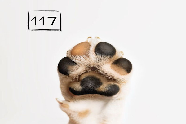 117 осиновени животинки от кампанията „БезДОМен или ДОМашен? Ключът е в теб!“