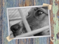 Осиновителската кампания на „Екоравновесие” с инициатива в 