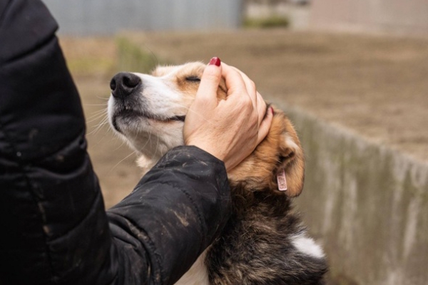 Столичната община отчита рекордно нисък брой бездомни кучета и разширява мерките за контрол и грижа