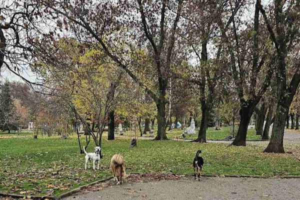 Столичният инспекторат отчита 620 проверки на домашни кучета от началото на годината