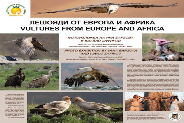 Зоологическа градина - София открива „Ден на лешоядите“ с нова постоянна фотоизложба и демонстрационни хранения