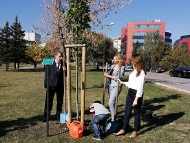 Чинари посадиха на ул. “Баку“ в район 