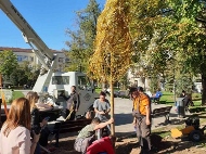 Днес бе подменена и втората върба пред църквата “Св. Седмочисленици“