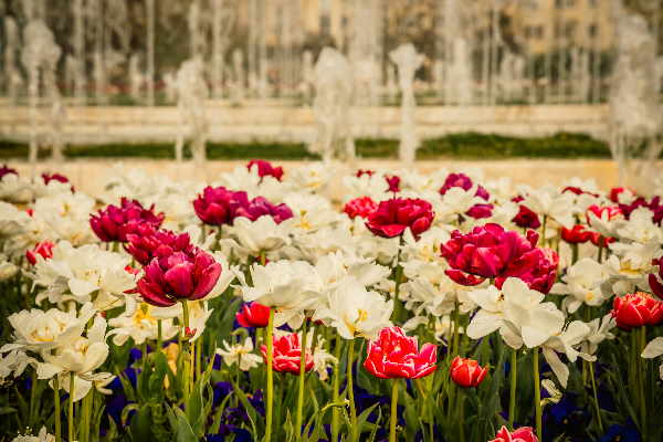 Лалета украсиха пролетна София