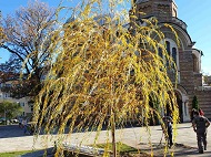 Засадена е нова върба в градината пред църквата „Св. Седмочисленици“