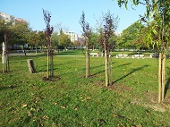 Продължава засаждането на нови дървета в парковете, градините и улиците на София