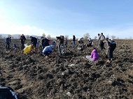 Над 6 500 доброволци се включиха досега в засаждането на Новата гора на София