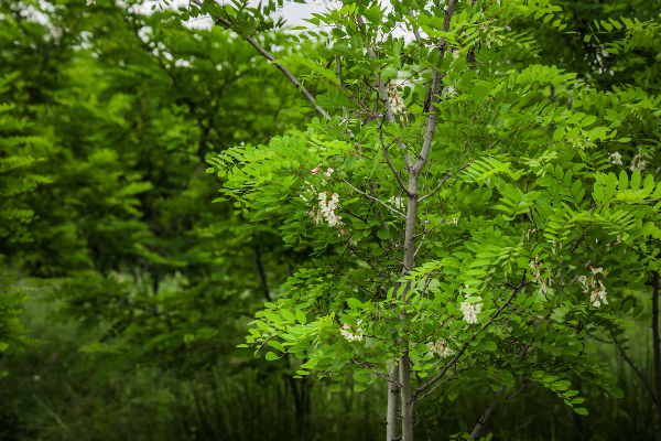 Над 150 000 фиданки са засадени в зеления пояс на София