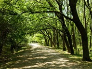 Предстои премахване на сухи и опасни дървета от „Княз-Борисовата градина“