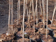 Започват дейности по залесяване в 