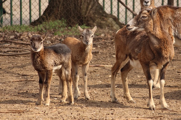 Родиха се първите  бебета за тази година в  Софийския зоопарк