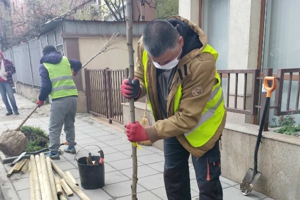 Започна засаждането на едро- и средноразмерни дървета по улици и булеварди в София