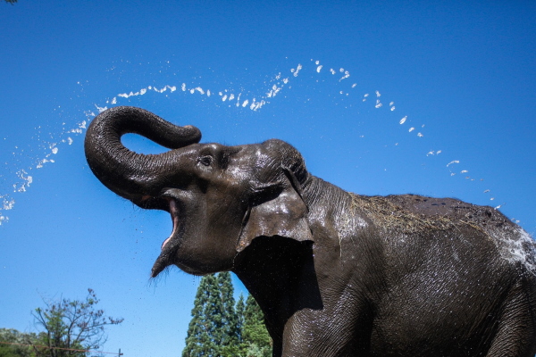 Зоологическата градина в София отваря за посетители на 14 май 2020 г.