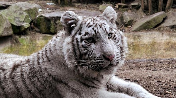 За Деня на детето Зоологическата градина на София ще е със свободен достъп