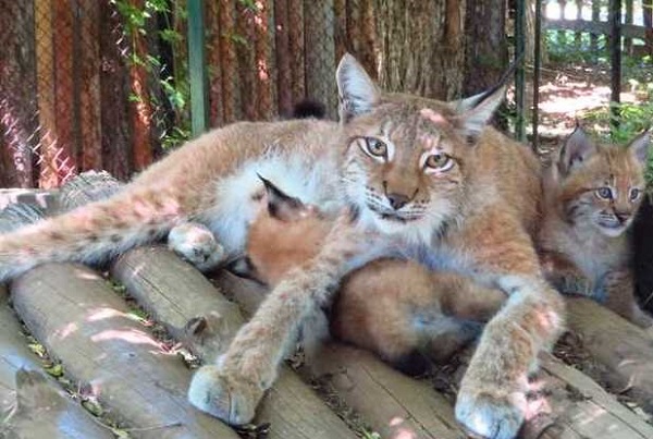 Две малки рисчета се родиха в Софийския зоопарк