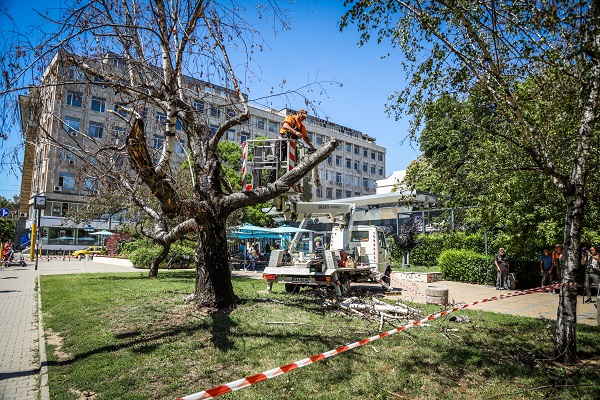 Подменят стари дървета в градините „Чайка“ и „Рила“