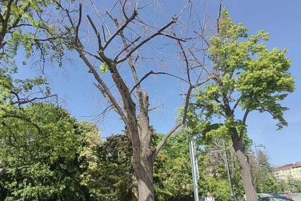 Подменят сухи и опасни дървета при храм-паметника „Александър Невски“ с нови фиданки